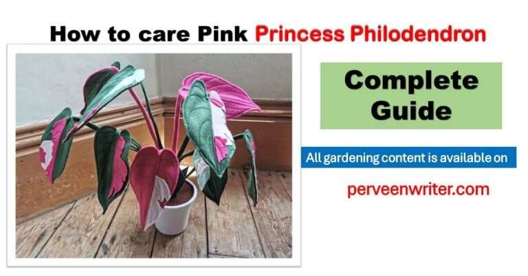 how to care large pink princess philodendron