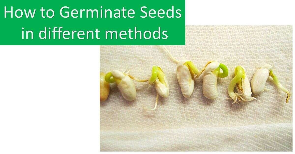 how to germinate seeds