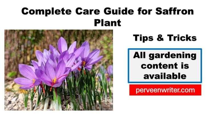 complete care guide for saffron plant