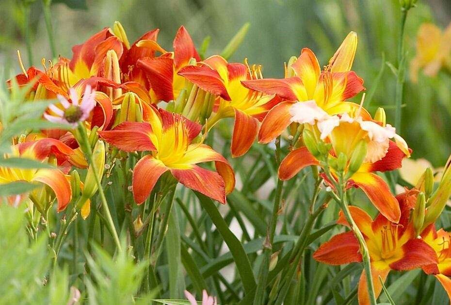 day lily top red and yellow flowers with name and pictures