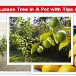 Secrets to Successfully Growing a Lemon Plant in A Pot:101% Success