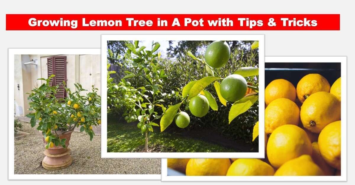 growing a lemon plant in a pot