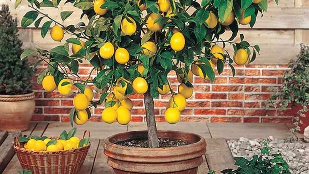 Growing a Lemon Plant in A Pot