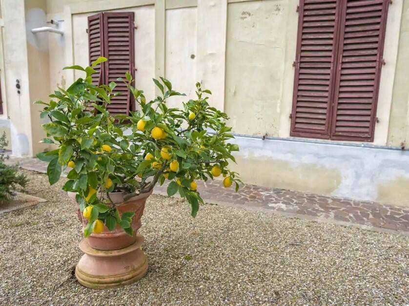 Growing a Lemon Plant in A Pot