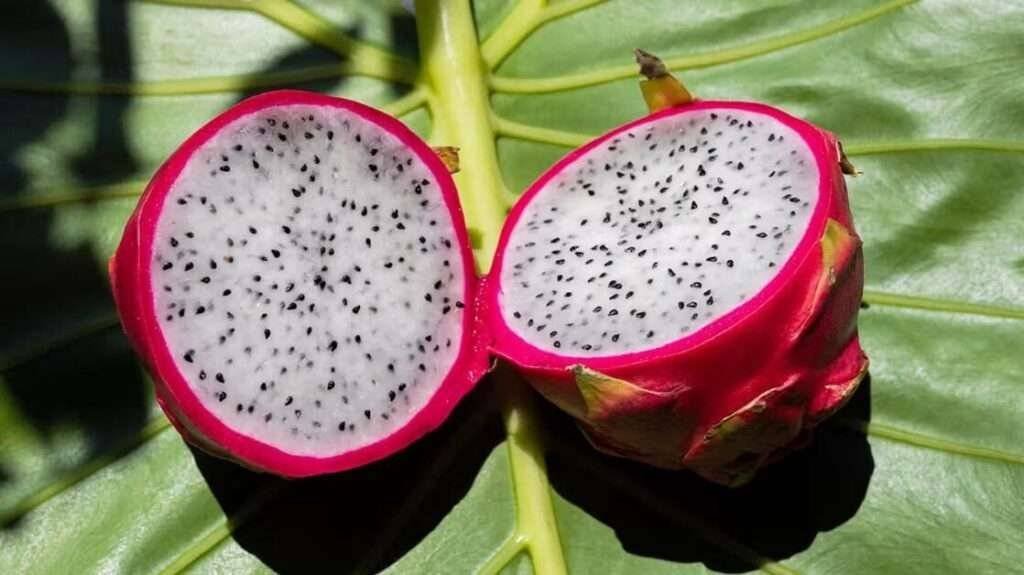 How to Grow Dragon Fruit from Cuttings and Seeds: Best 101 Guide