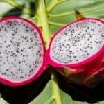 How to Grow Dragon Fruit from Cuttings and Seeds: Best 101 Guide