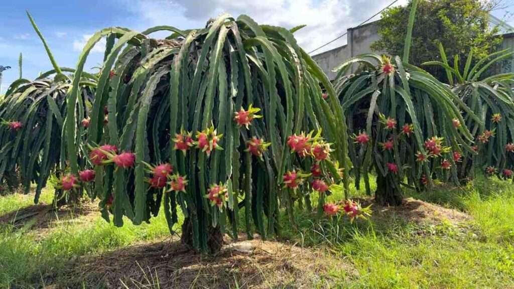 grow dragon fruit