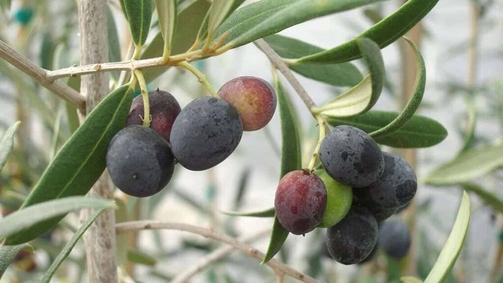 growing olive tree