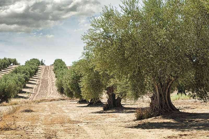 growing olive tree big