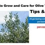 Growing Olive Tree: 10 Best Tips with FAQs