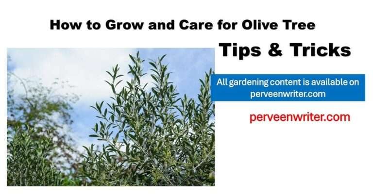 growing olive tree guide