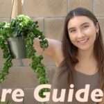 How to Grow and Care for Hindu Rope Plant: 10 Best Steps