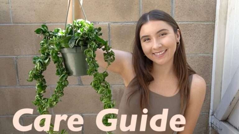 hindu rope plant care guide