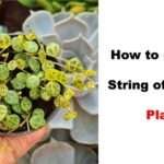 String of Turtles 101 ( Best): Complete Care Guide