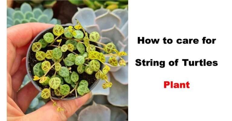 how to care string of turtles plant