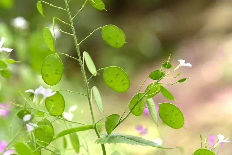 lunaria or silver dollar plants