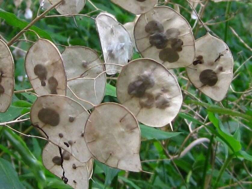 lunaria plant is dying