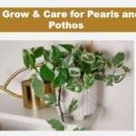 Pearls and Jade Pothos ( Epipremnum Aureum): 101 Best Care Guide