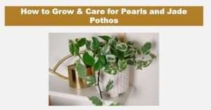 pearls and jade pothos