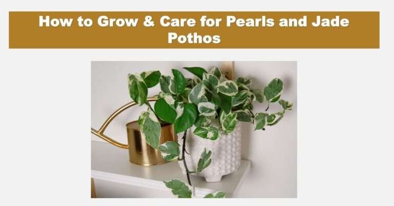 pearls and jade pothos