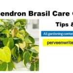 How to Grow and Care for Philodendron Brasil: 12 Useful Tips