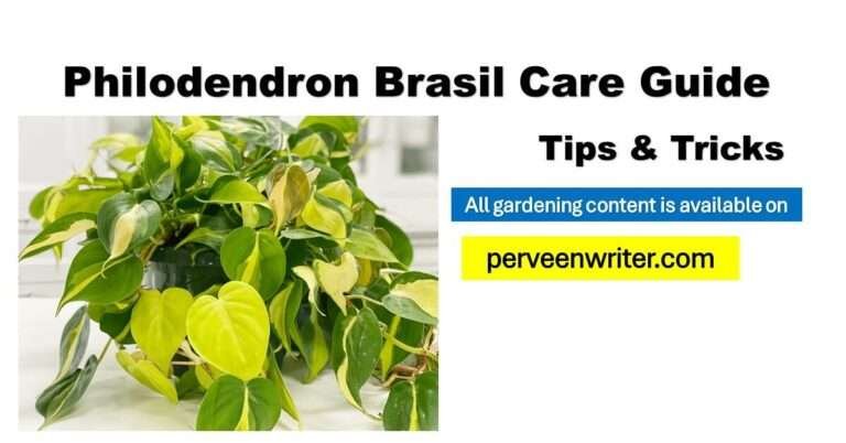 philodendron-brasil-care