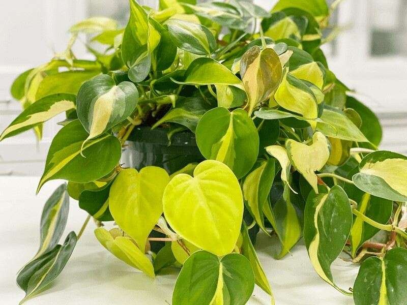 philodendron brasil grow and care