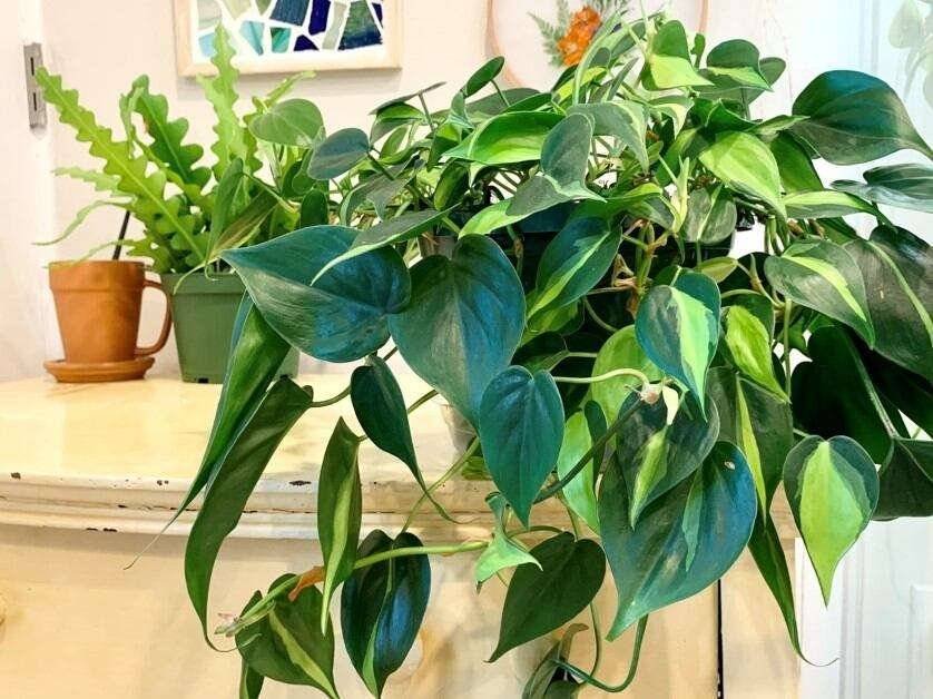 How to Grow and Care for Philodendron Brasil: 12 Useful Tips