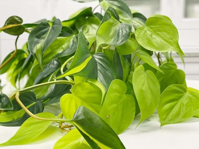 philodendron Brasil Care