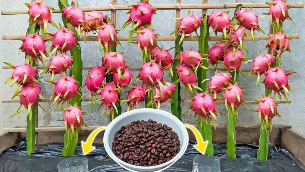 how to grow dragon fruit guide