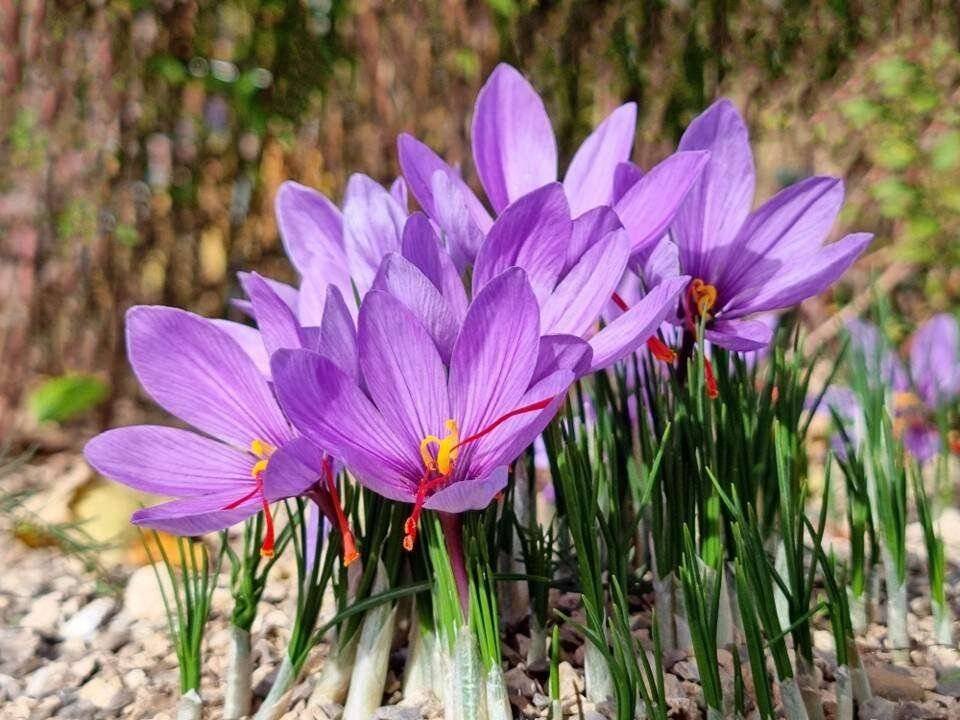 saffron plant