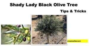 shady lady black olive tree