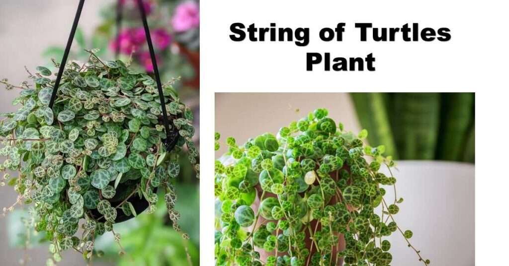 string-of-turtles-plant