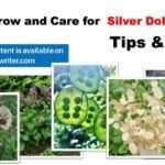 How to Grow and Care for Lunaria( Silver Dollar Plant): 10 Easy Tips