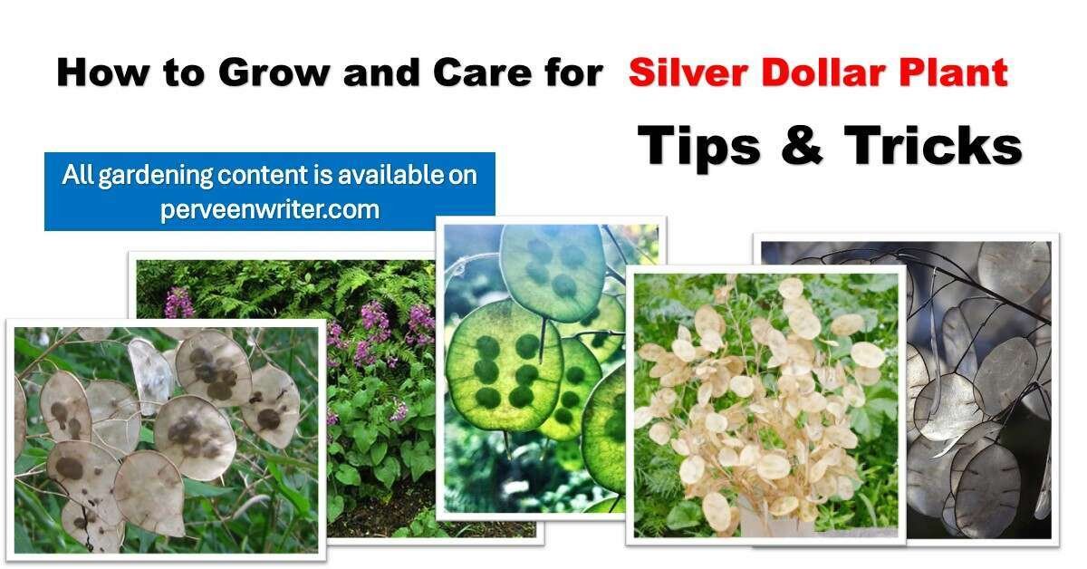 Dollar Silver Plant