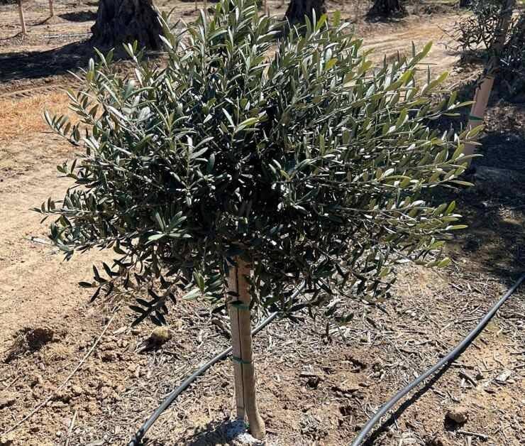 tiny shady lady black olive tree