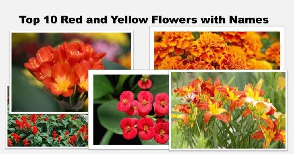 Top 10 Red and Yellow Flowers with Names: Best Guide