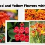 Top 10 Red and Yellow Flowers with Names: Best Guide