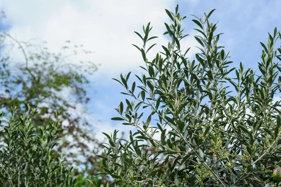 while growing olive tree