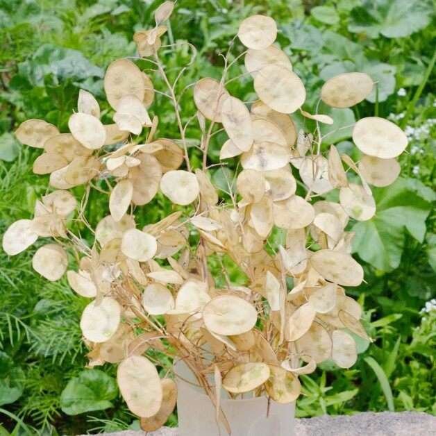 yellow leaves of lunaria