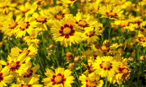 coreopsis red and yellow flowers