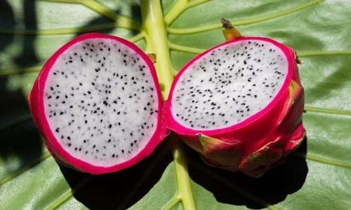 grow dragon fruit