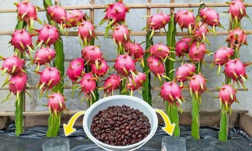 how to grow dragon fruit guide